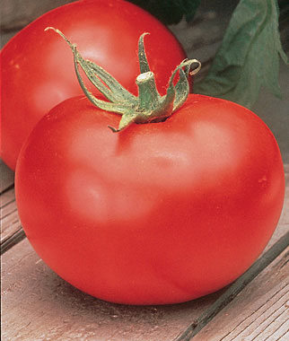 Better Boy Hybrid Beefsteak Tomato